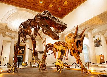 Photo of a dinosaur exhibit. Links to Gifts by Will